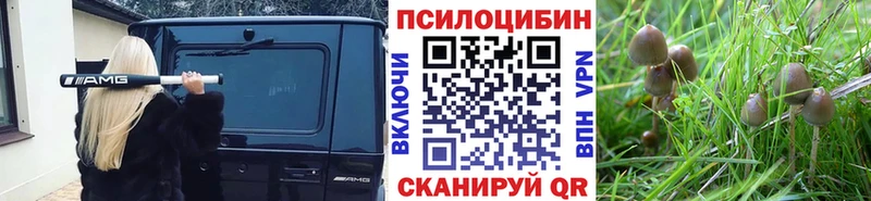 Галлюциногенные грибы Psilocybe  Купить закладки  Горбатов 